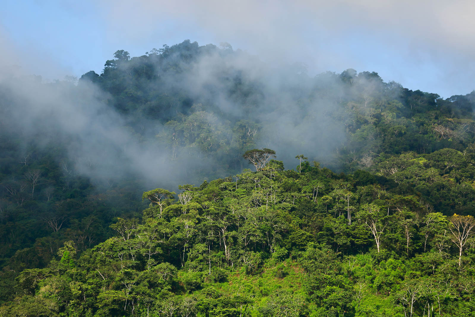 Afognak Forest Protection | EcoCart